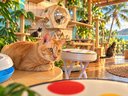Dog and Cat Rescue Samui Foundation