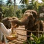 Elephant Jungle Sanctuary - слоновий заповедник