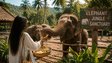 Elephant Jungle Sanctuary - слоновий заповедник