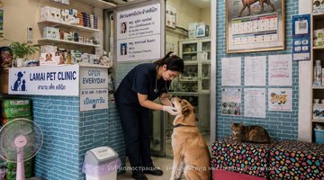 Lamai Pet Clinic - Ветеринарная клиника на Самуи